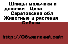 Шпицы мальчики и девочки › Цена ­ 20 000 - Саратовская обл. Животные и растения » Собаки   